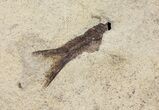 Fossil Fish (Gosiutichthys) Mortality Plate - Lake Gosiute #61570-4